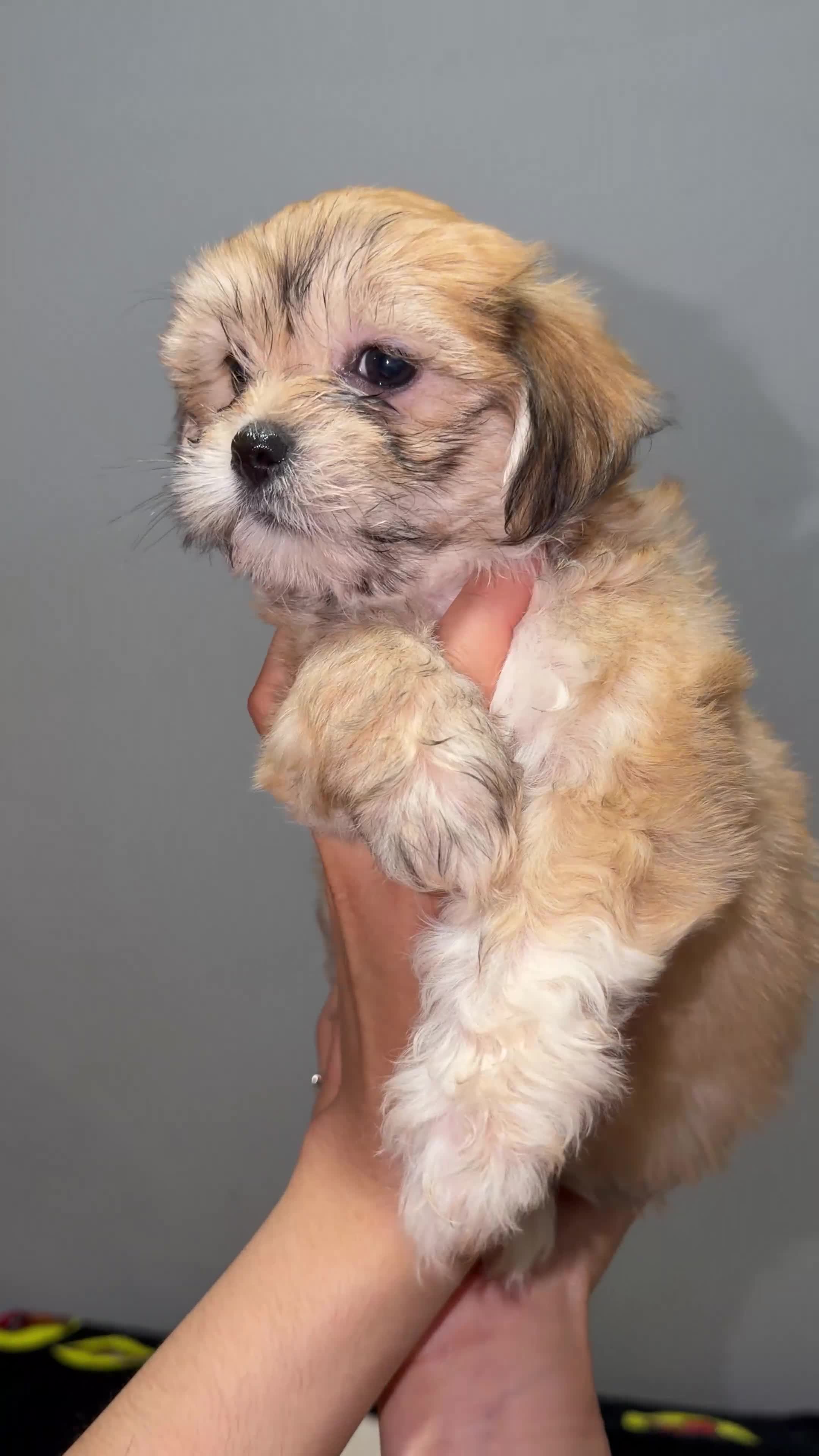 Maltese dogs for sale: Little man 2  - Video 4