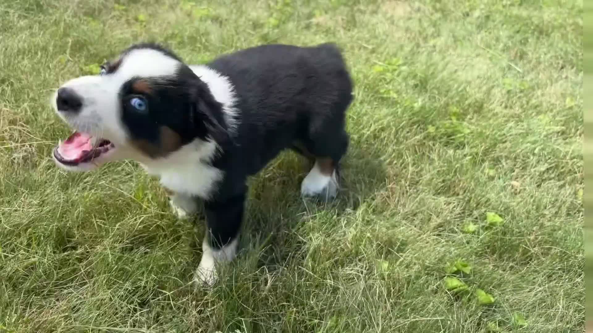 Miniature Australian Shepherd dogs for sale: #1 Black Tri Female - Video 3