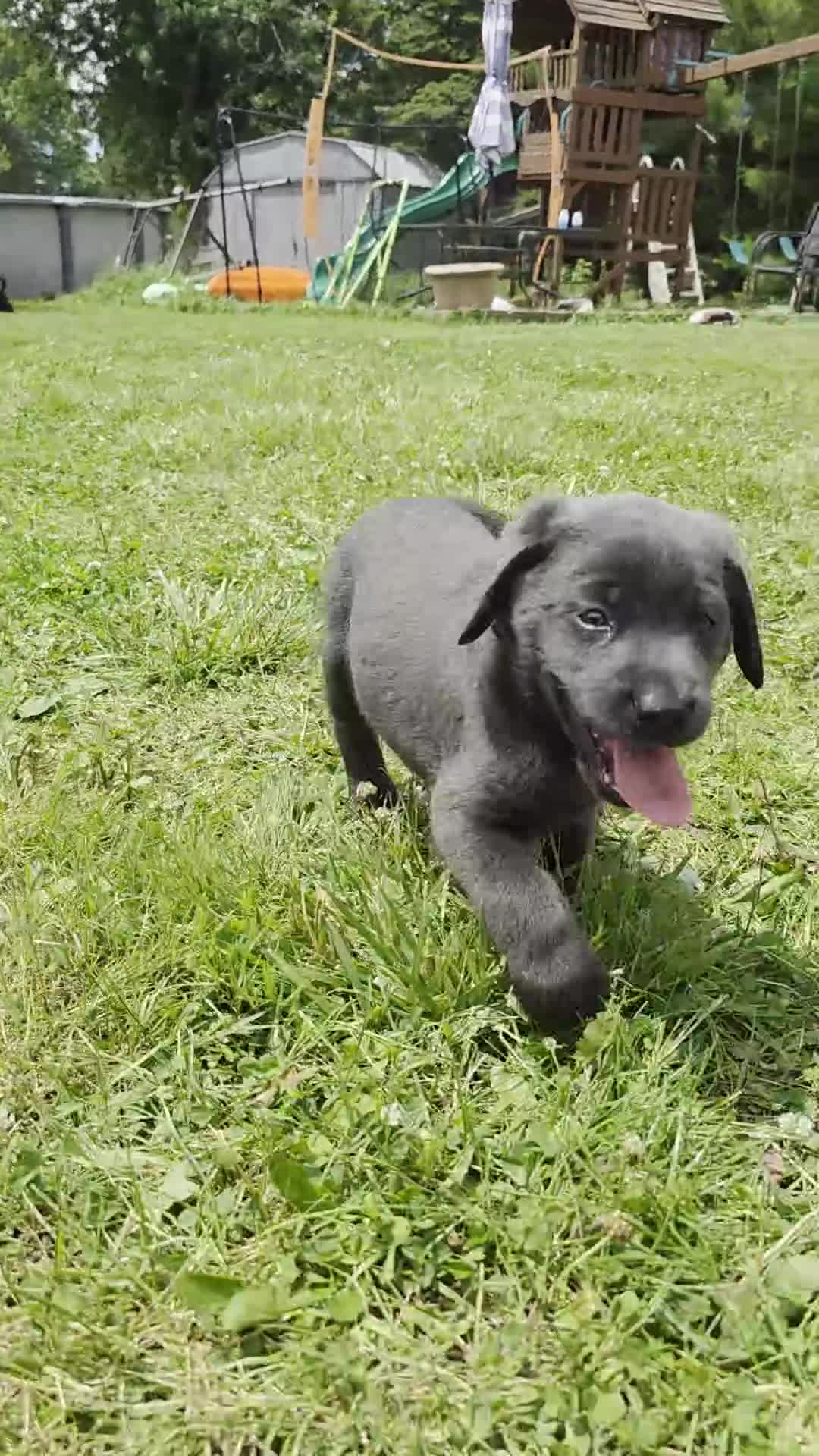Labrador Retriever dogs for sale: Nala - Video 1