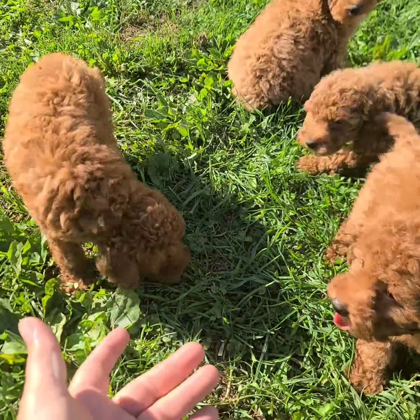 Miniature Poodle dogs for sale: Cloe - Video 1