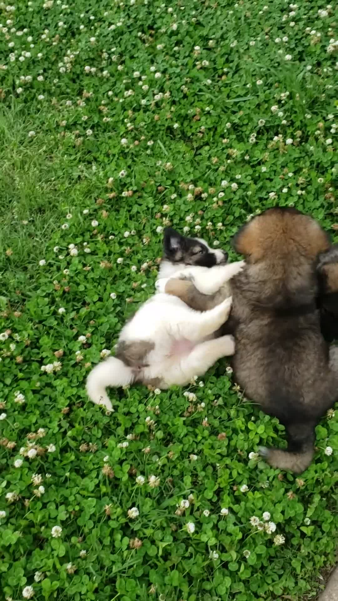 Caucasian Shepherd Dog dogs for sale: Caucasian Shepherd Dog Puppy 7 - Video 2