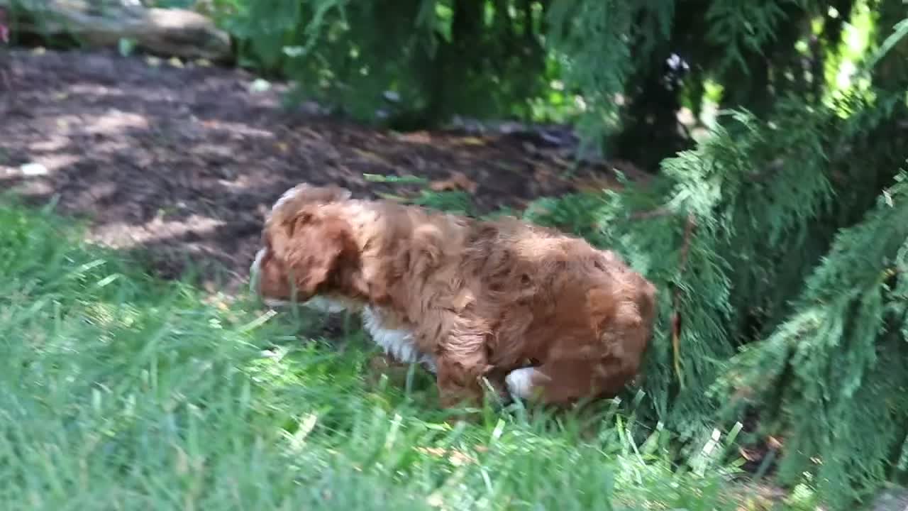 Cavapoo dogs for sale: Oscar - Video 1
