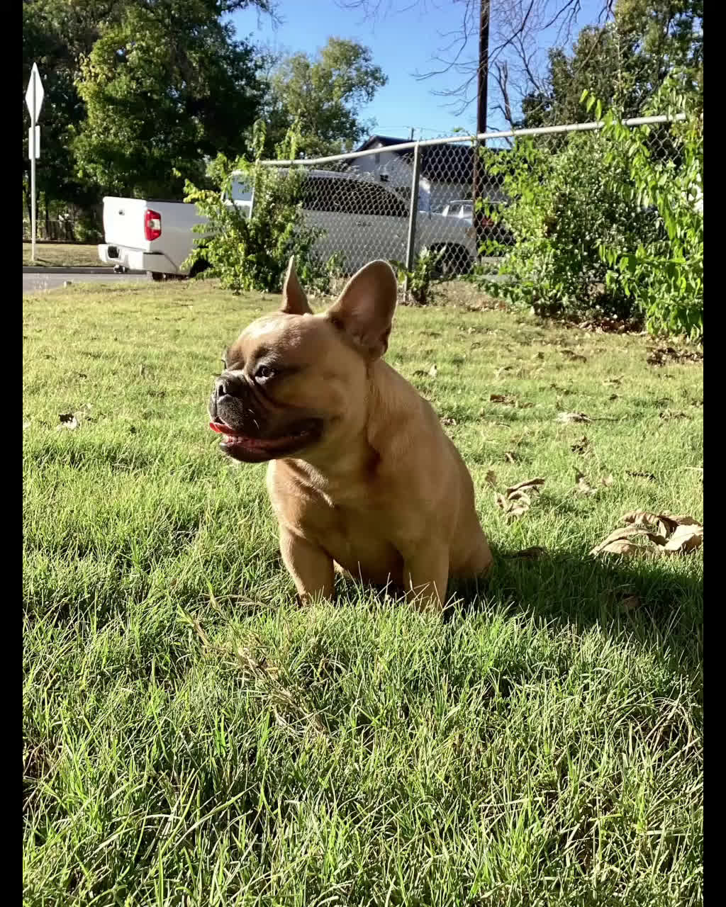 French Bulldog dogs for sale: French Bulldog Puppy 1 - Video 1