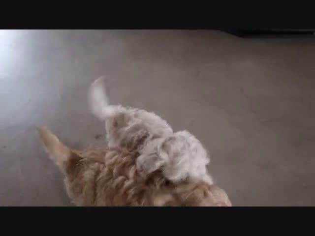 Maltipoo dogs for sale: Princess - Video 1