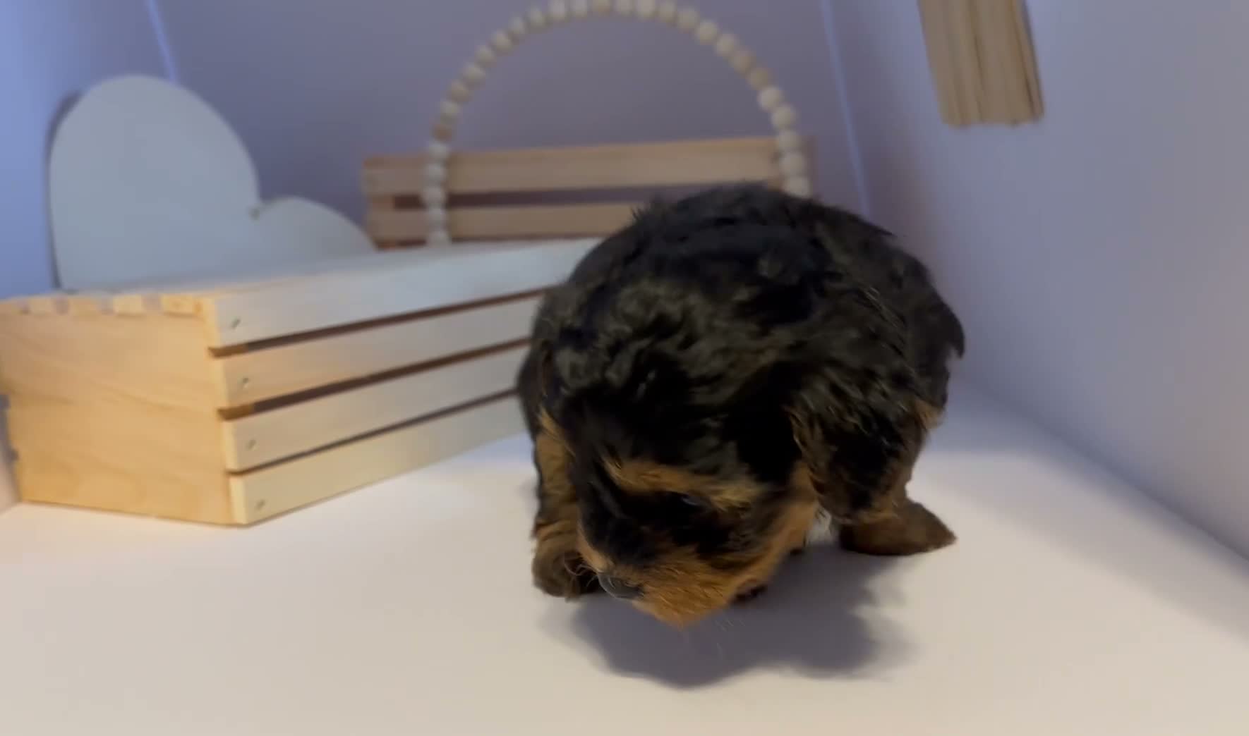 Mixed Breed dogs for sale: Prince - Video 3