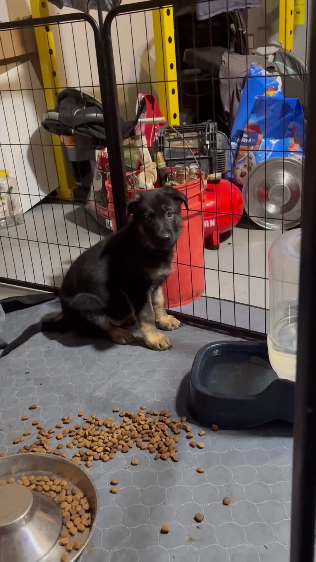 German Shepherd dogs for sale: German Shepherd 6 - Video 1