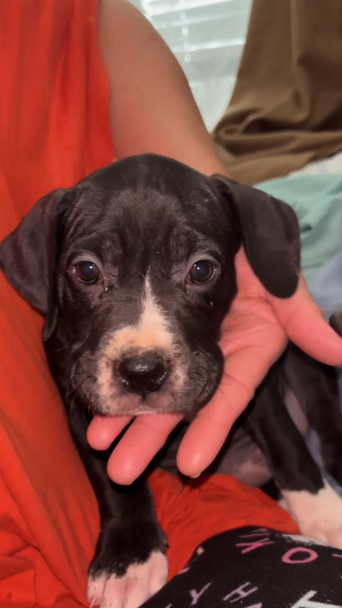 Mixed Breed dogs for sale: Mixed Breed 8 - Video 3