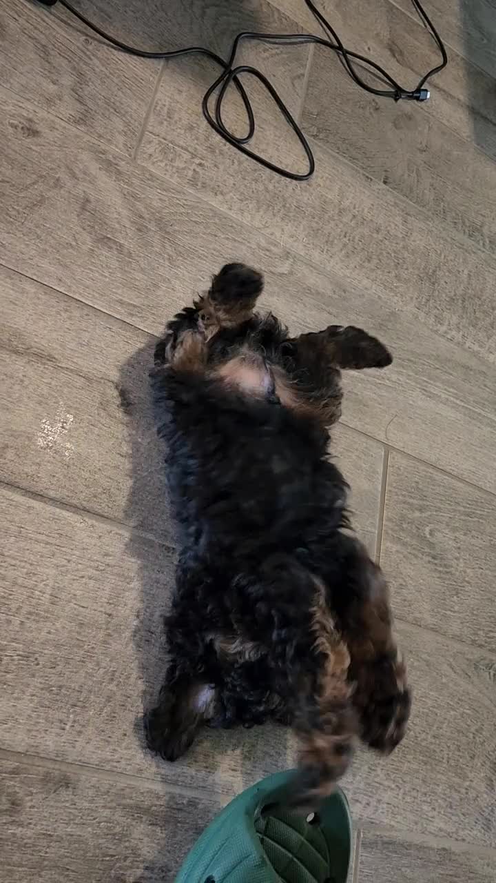 Toy Poodle dogs for sale: Coco - Video 1