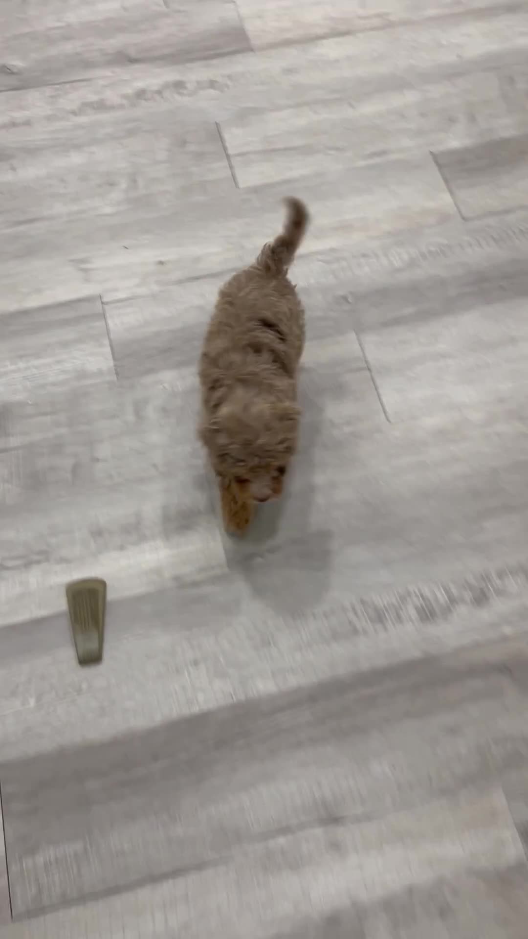 Cavapoo dogs for sale: Bitzy - Video 1