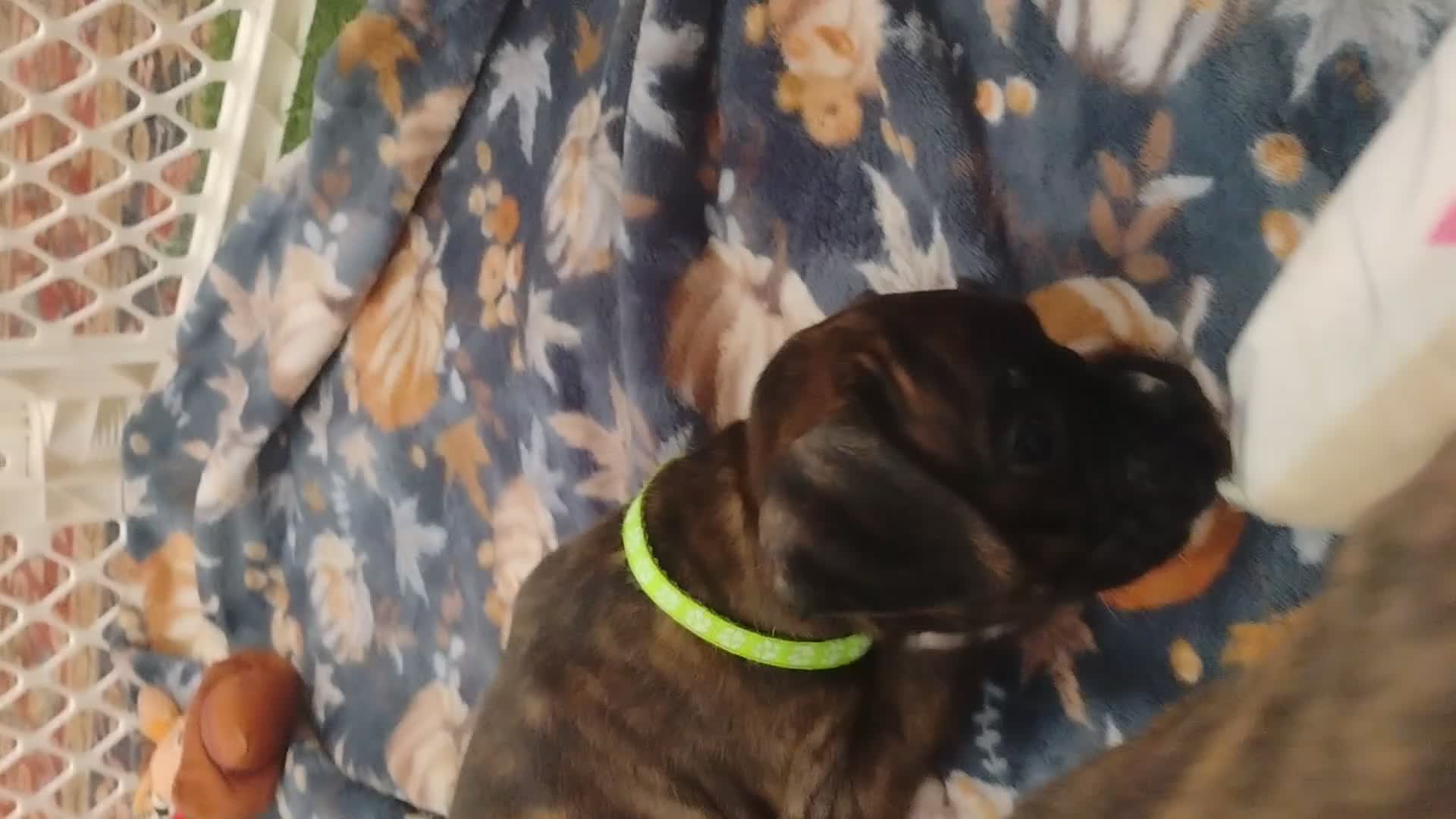 Boxer dogs for sale: Boxer 5 - Video 1