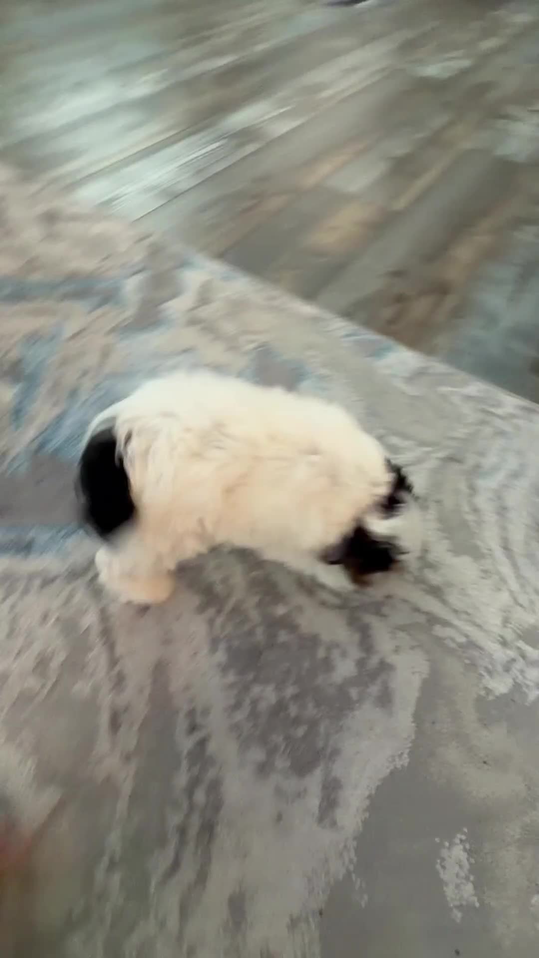 Yorkshire Terrier dogs for sale: Yorkshire Terrier Male - Video 1