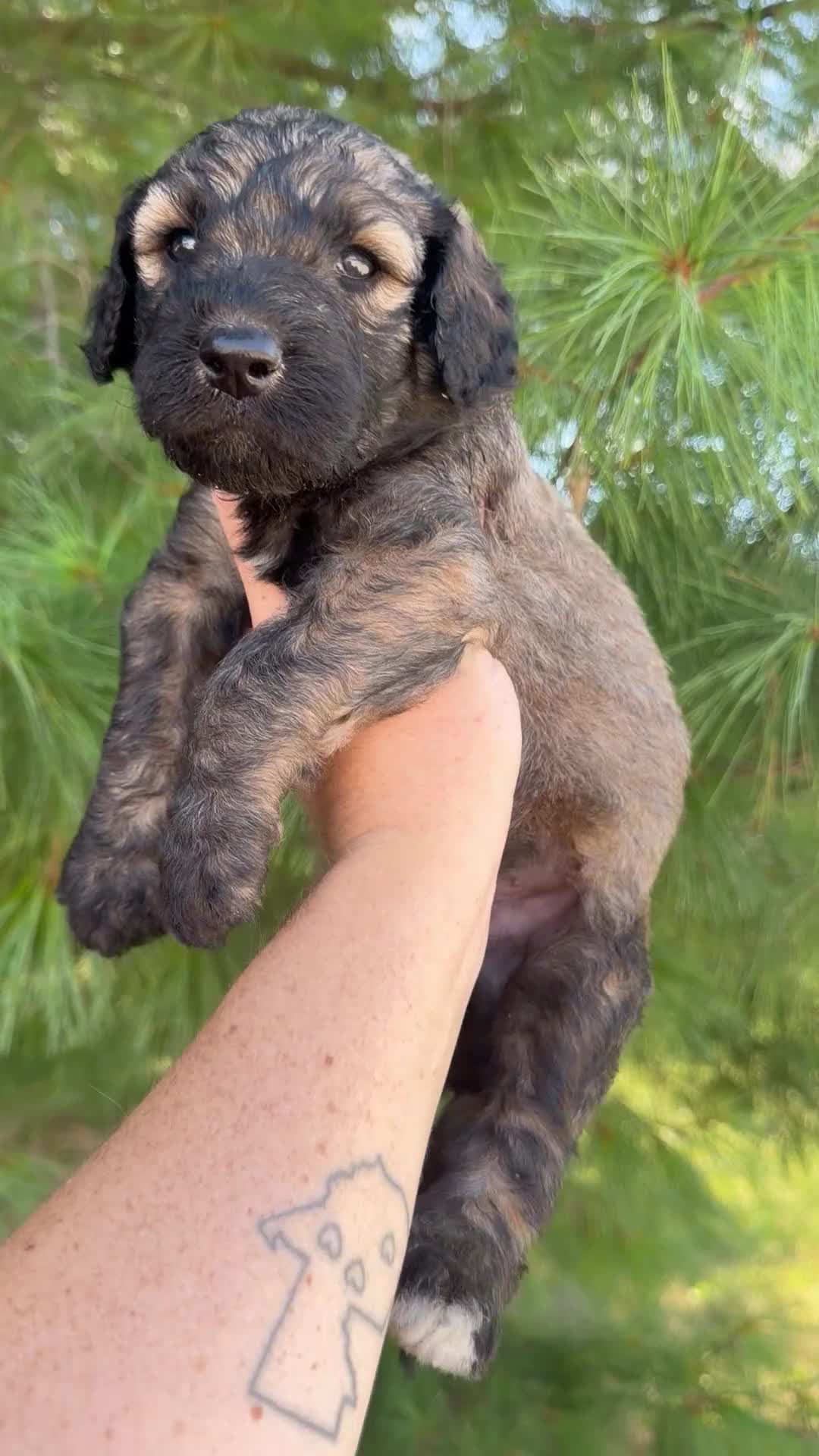 Goldendoodle dogs for sale: McLaren - Standard F1b - Video 1