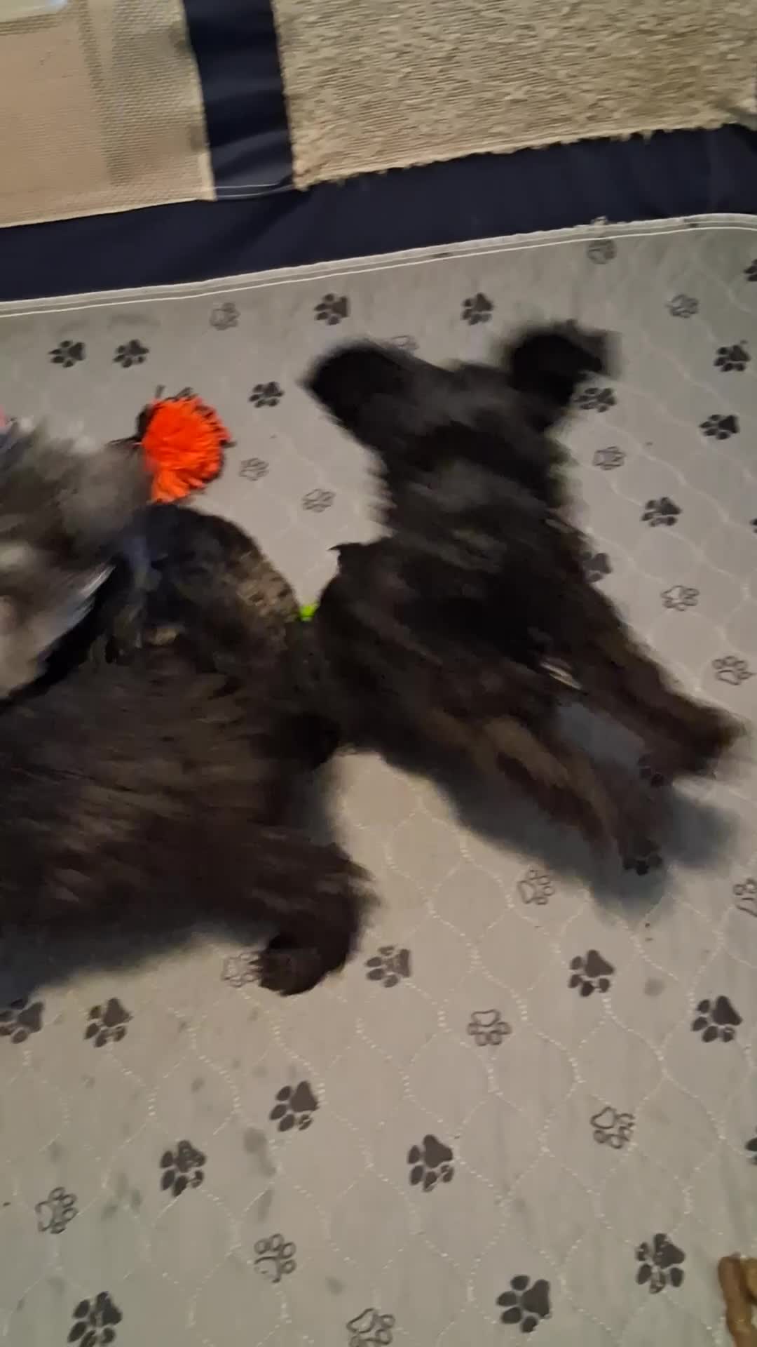 Miniature Schnauzer dogs for sale: Muffin AKC Miniature Schnauzer - Video 1