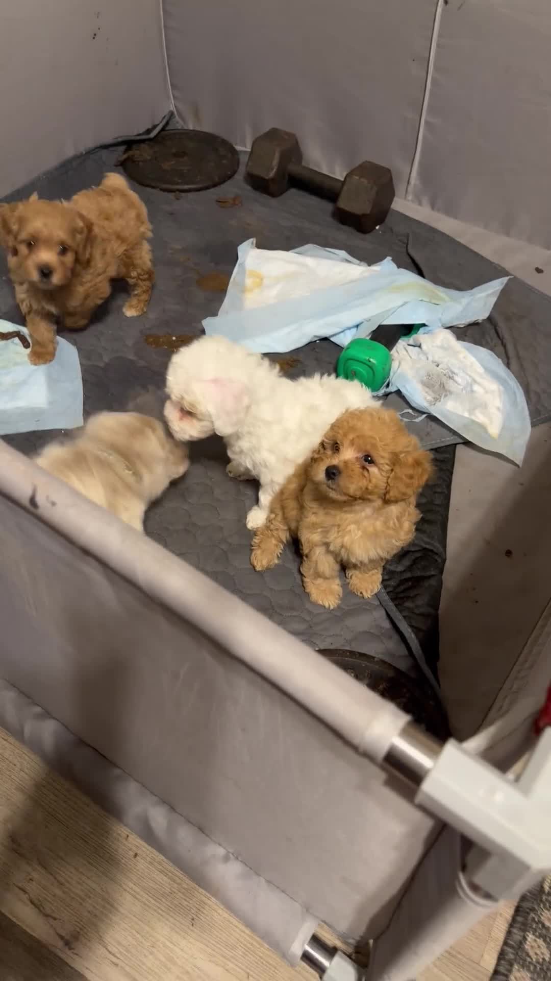 Shihpoo dogs for sale: Shihpoo 4 ~ prince - boy  - Video 2