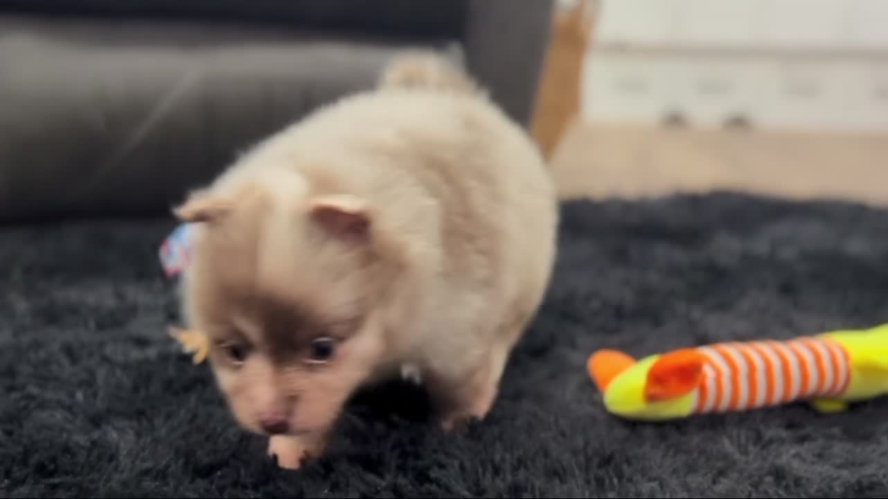 Pomeranian dogs for sale: Winston - Video 2