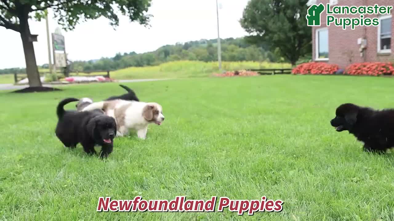 Newfoundland dogs for sale: Lacey - Video 1