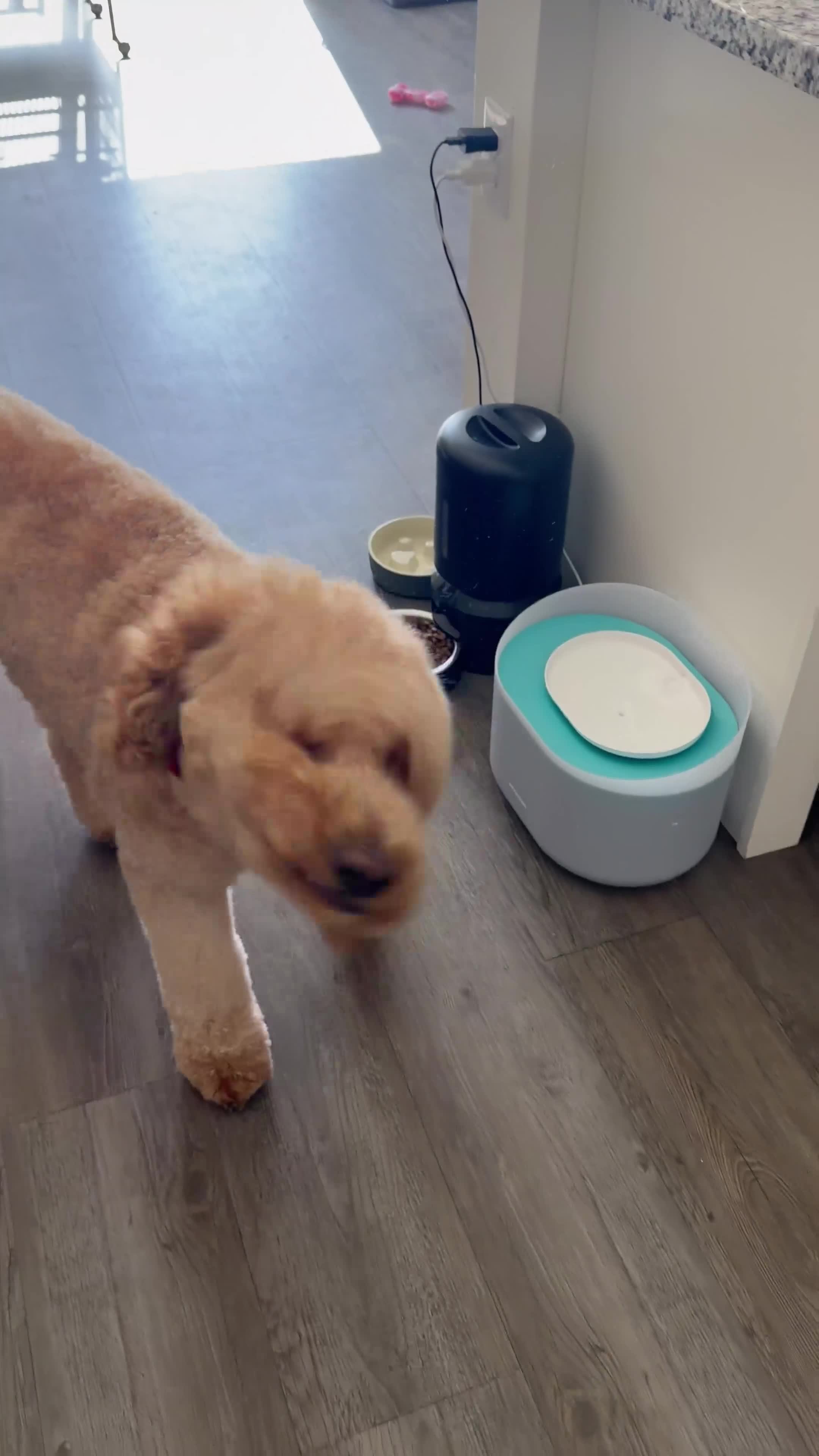 Goldendoodle dogs for sale: Waffle - Video 1