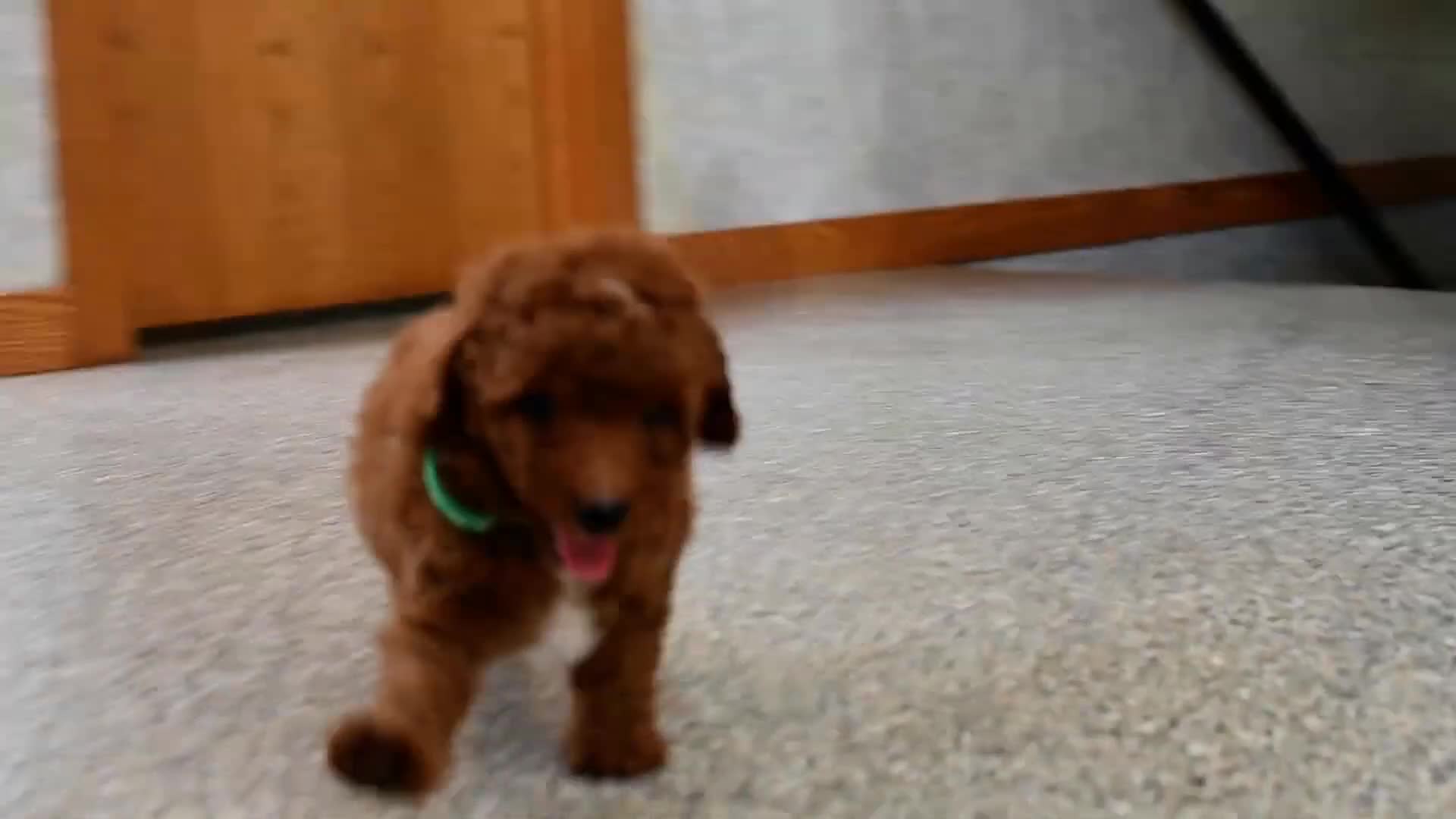 Cavapoo dogs for sale: Rolo - Video 1
