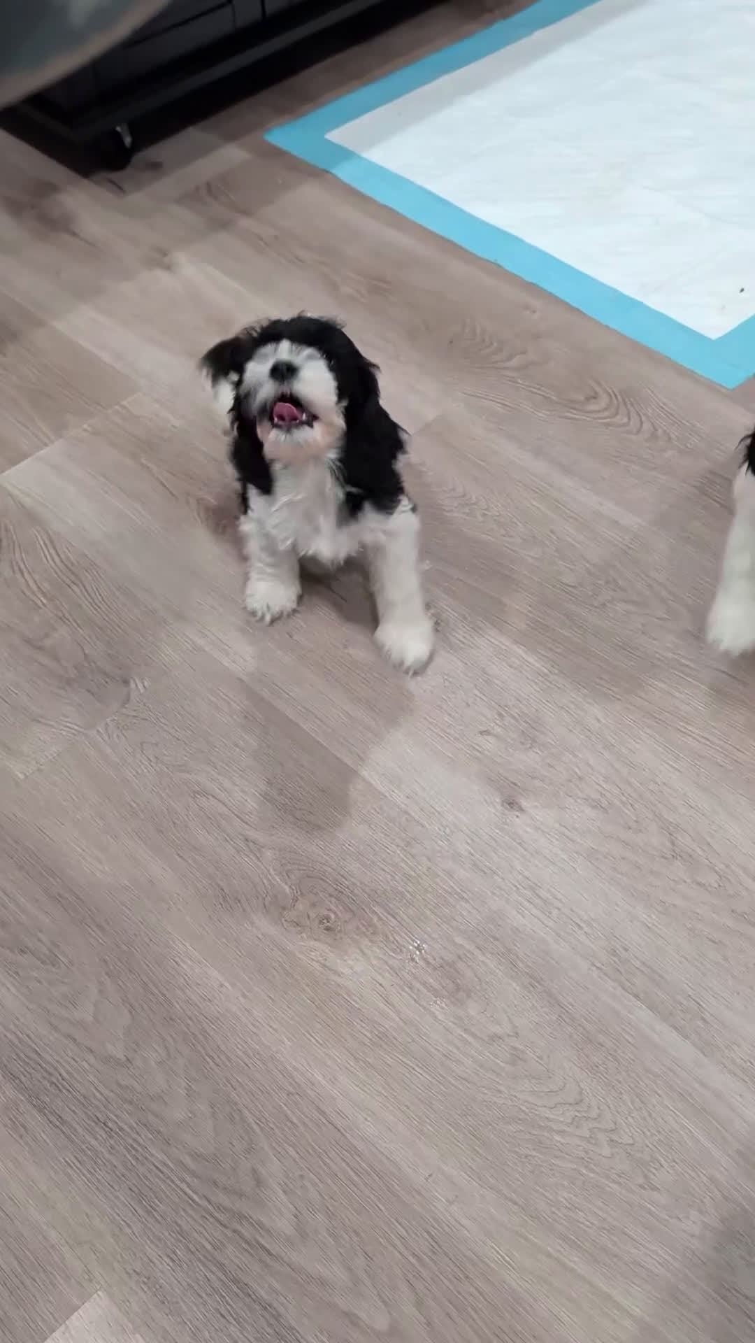 Cockapoo dogs for sale: Lucky (F2b) - Video 1