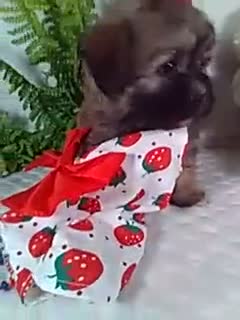 Teddy Bear dogs for sale: Callie  - Video 1