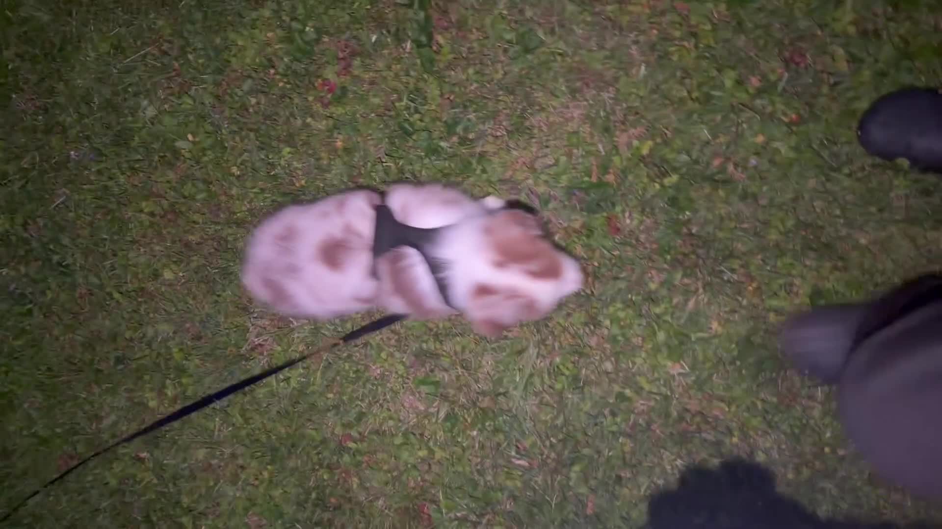 Miniature Australian Shepherd dogs for sale: Miniature Australian Shepherd 1 - Video 1