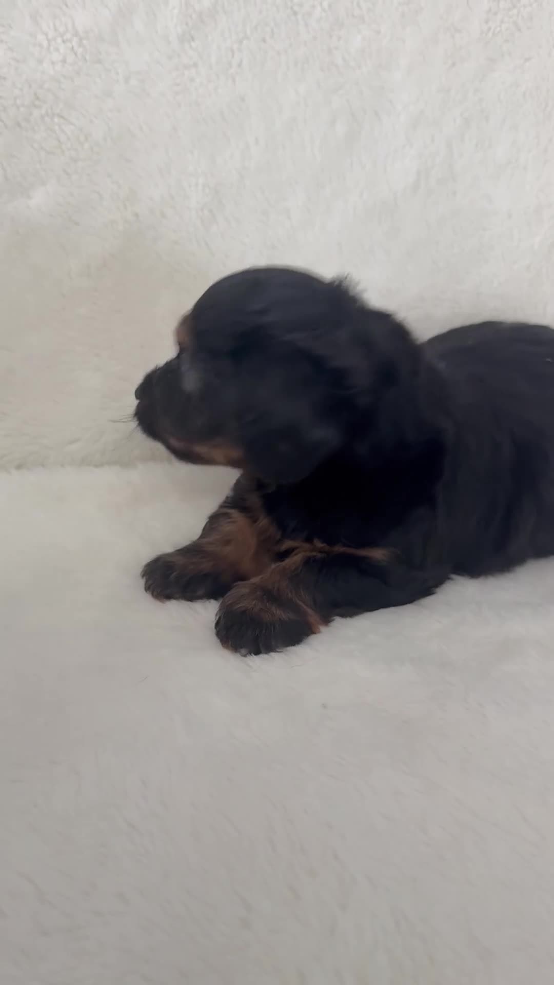 Dorkie dogs for sale: Sierra - Video 1