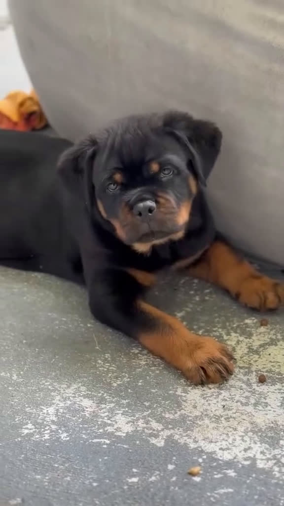 Rottweiler dogs for sale: Chip  - Video 3