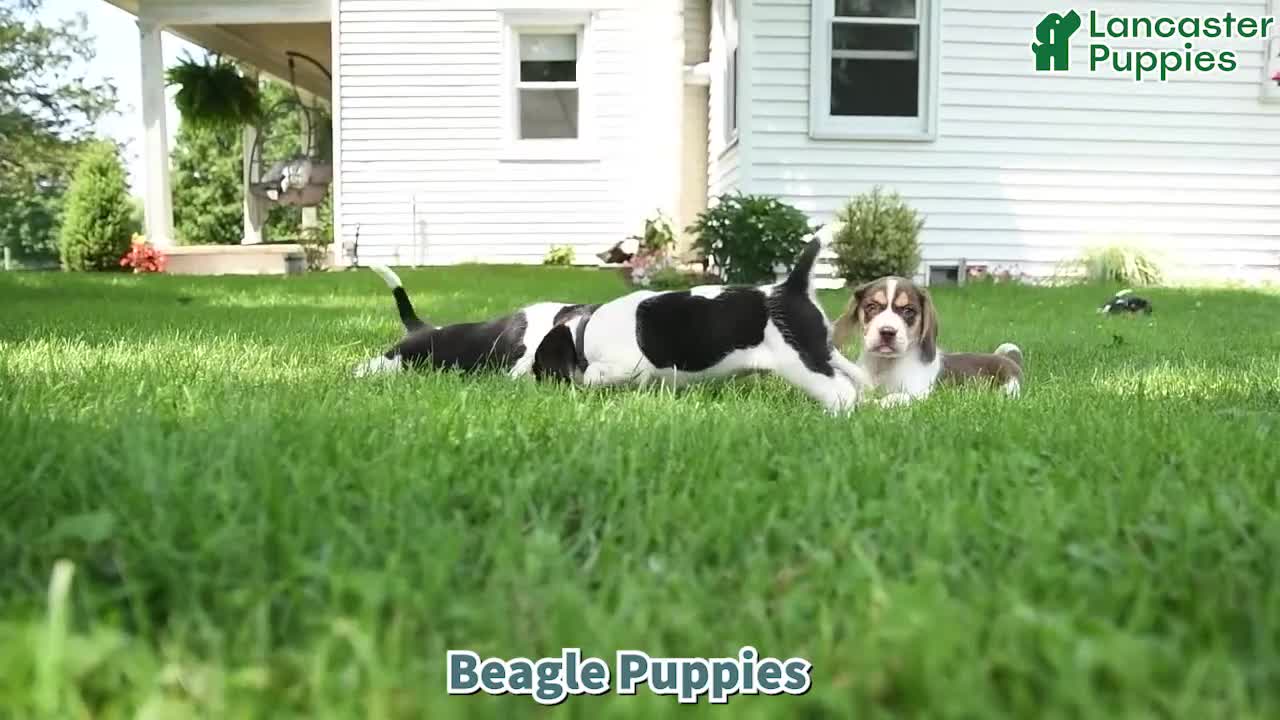 Beagle dogs for sale: Koda - Video 1