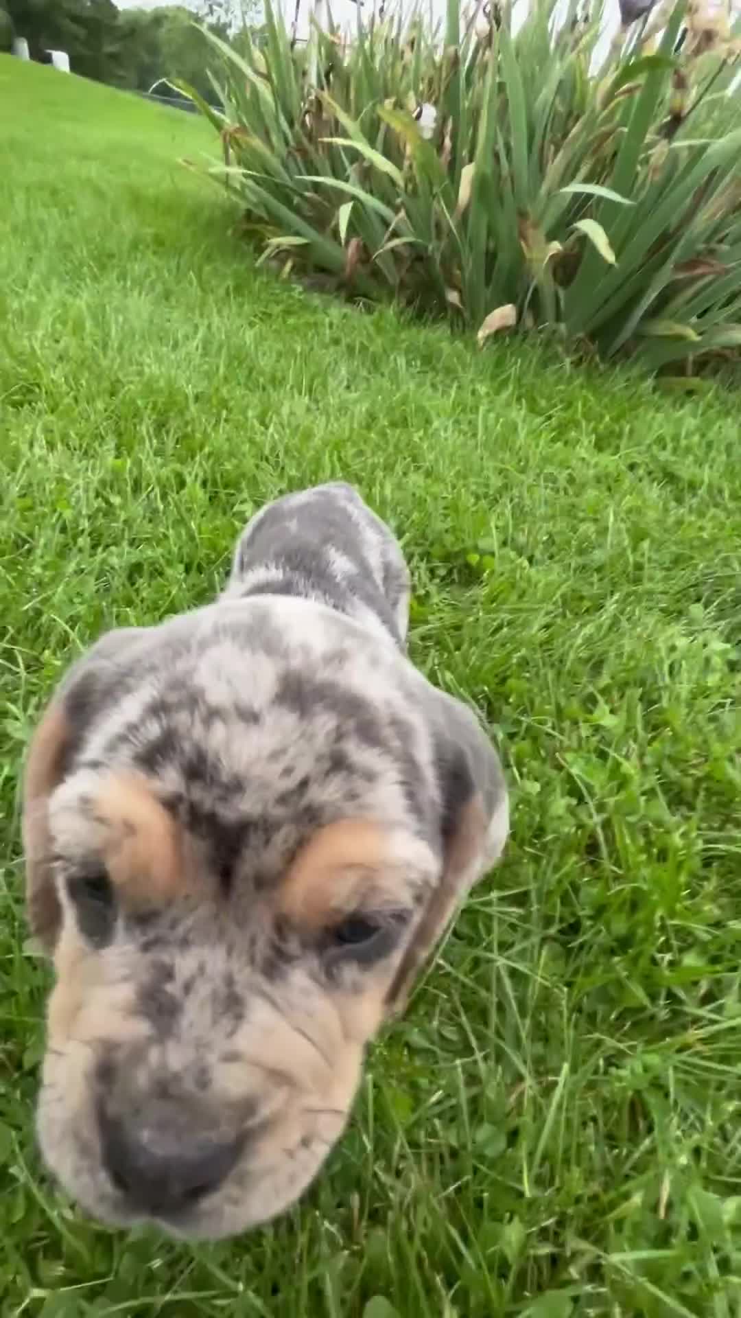 Beabull dogs for sale: Dixie - Video 1