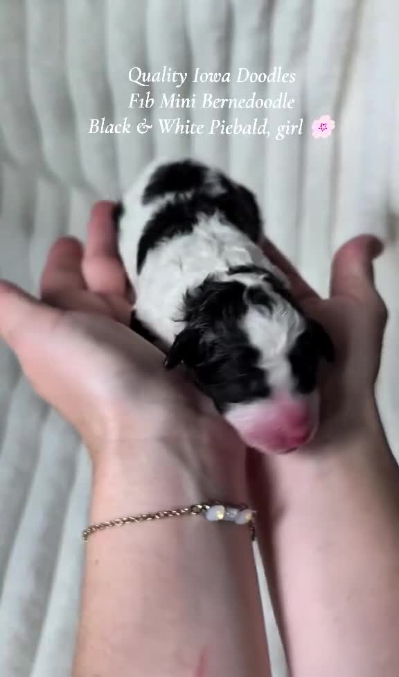 Bernedoodle dogs for sale: Bernedoodle 6 - Video 1