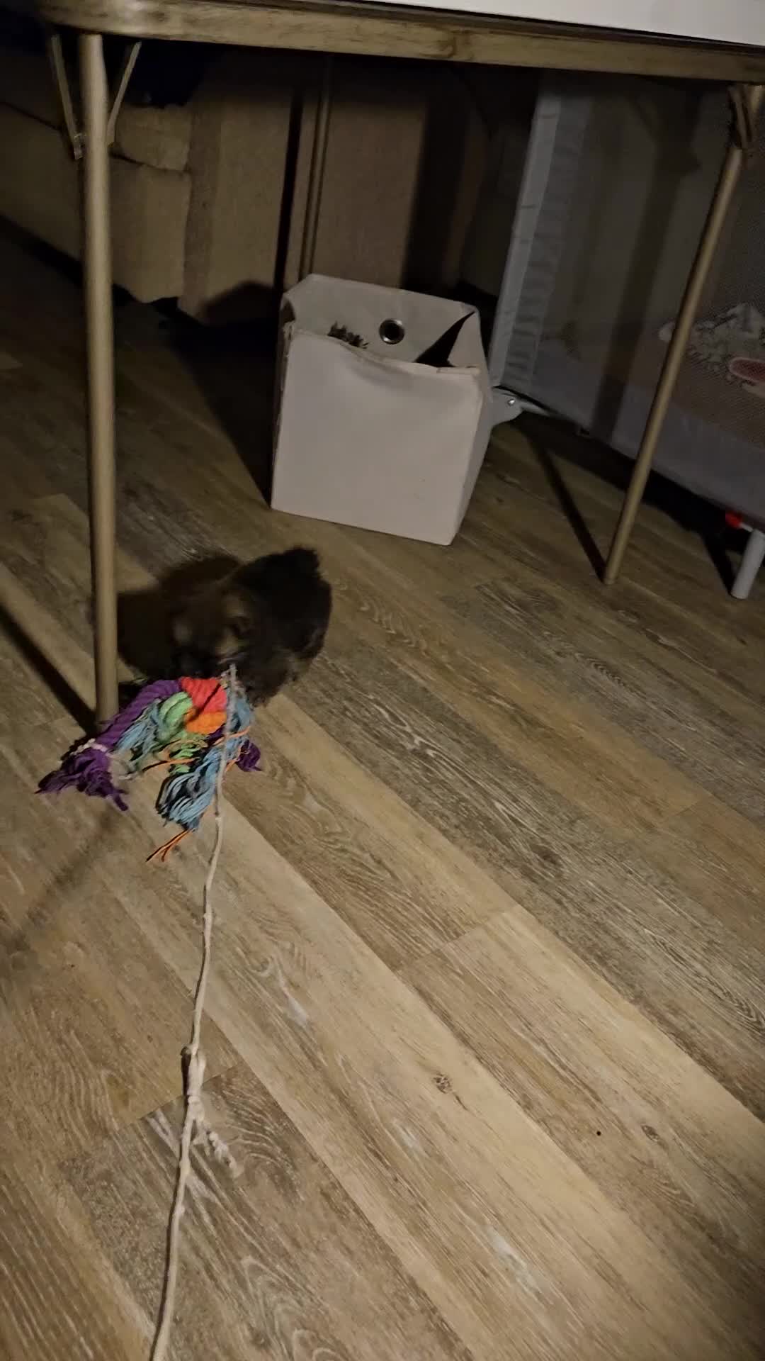 Pomeranian dogs for sale: Pomeranian 1 - Video 2
