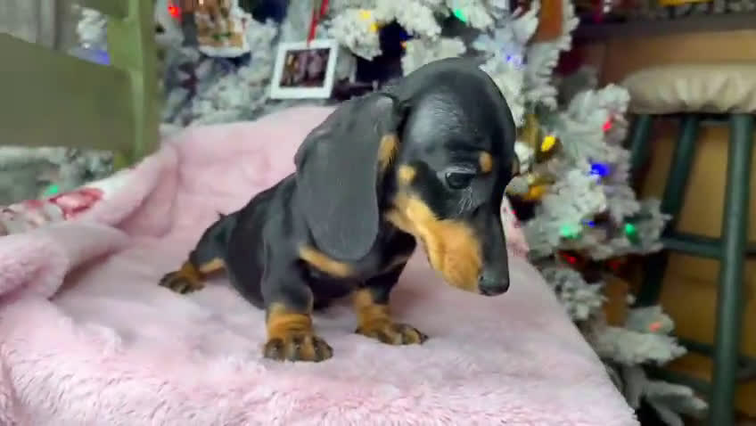 Miniature Dachshund dogs for sale:  Puppy 3 - Video 1