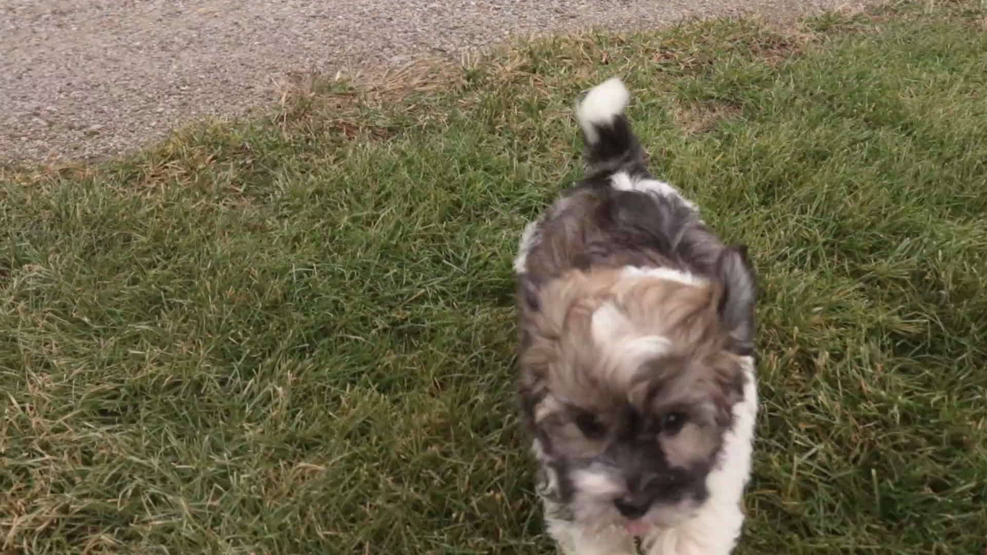 Havanese dogs for sale:  Snickerdoodle - Video 1