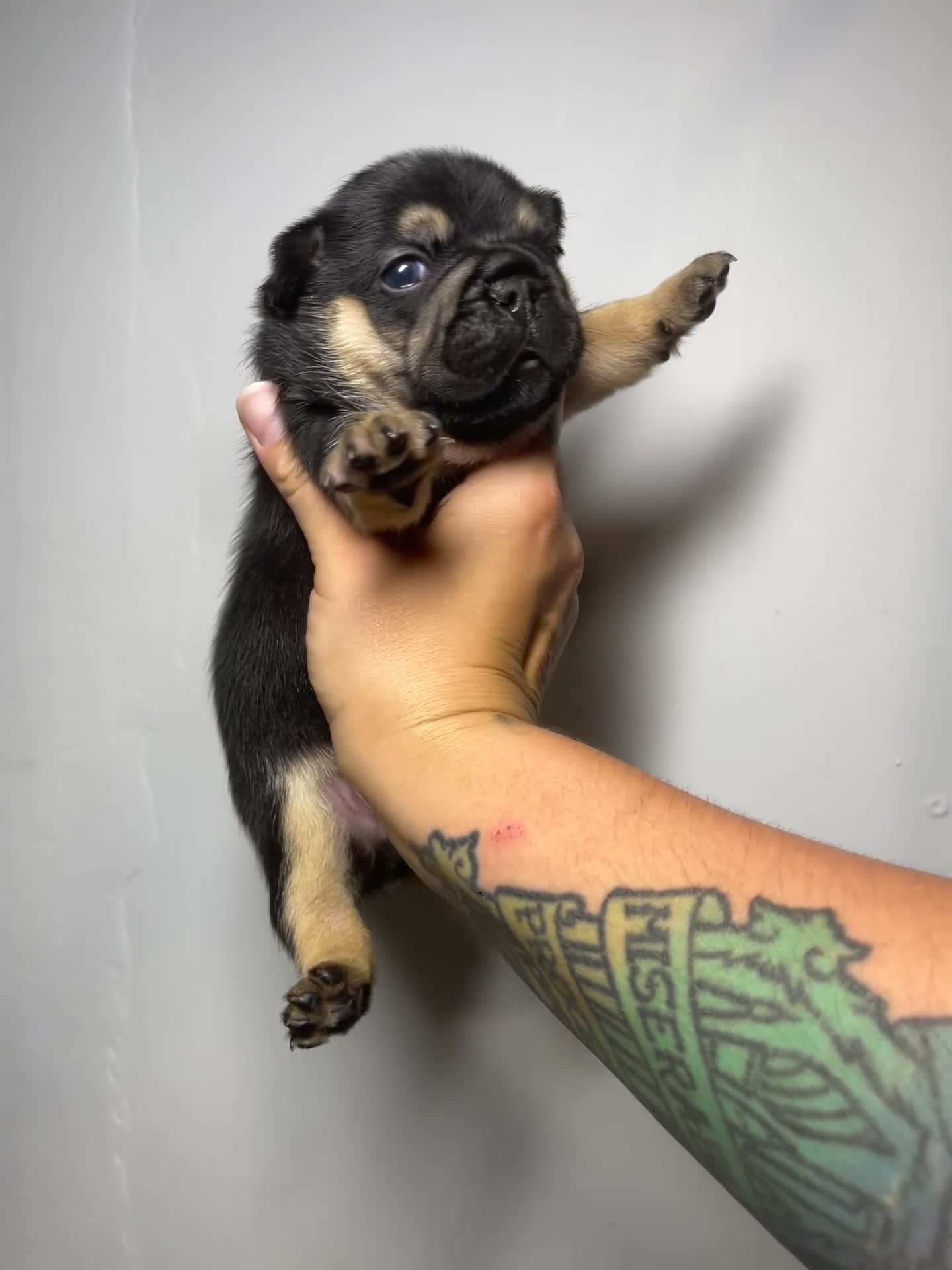 French Bulldog dogs for sale: Luna - Video 2