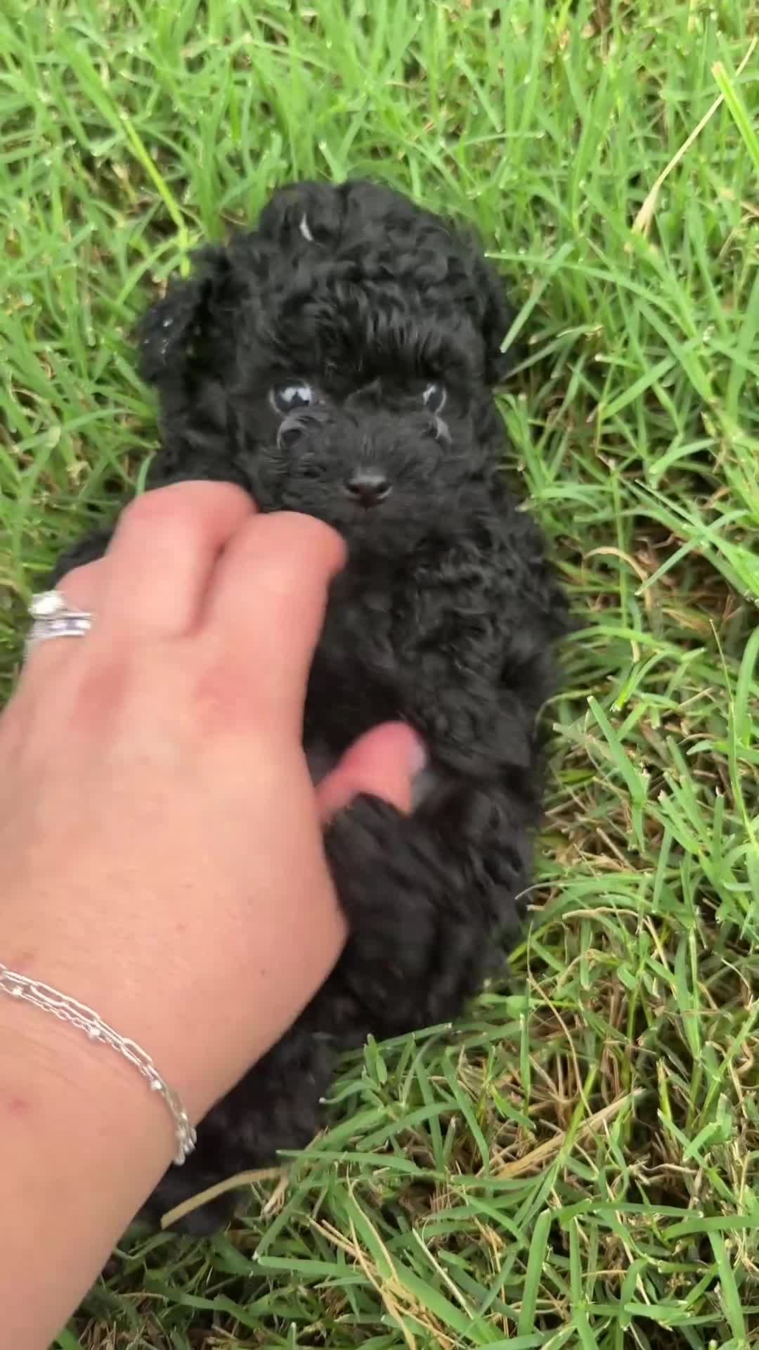 Toy Poodle dogs for sale: Radford - Video 1