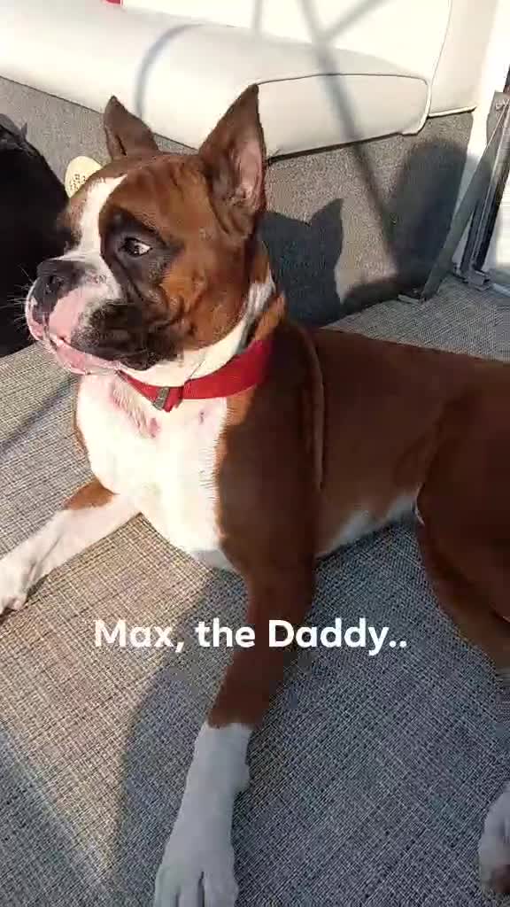 Boxer dogs for sale: Boxer 4 - Video 1