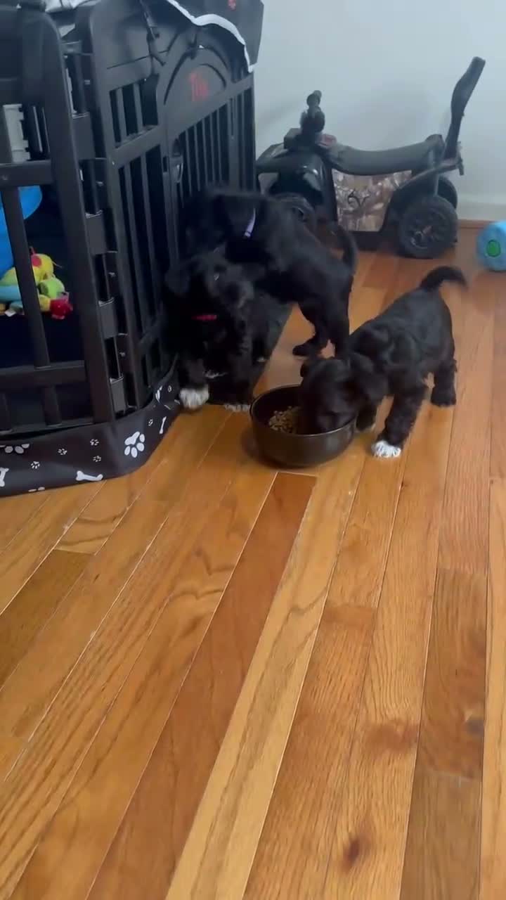 Miniature Schnauzer dogs for sale: Miniature Schnauzer 4 - Video 3