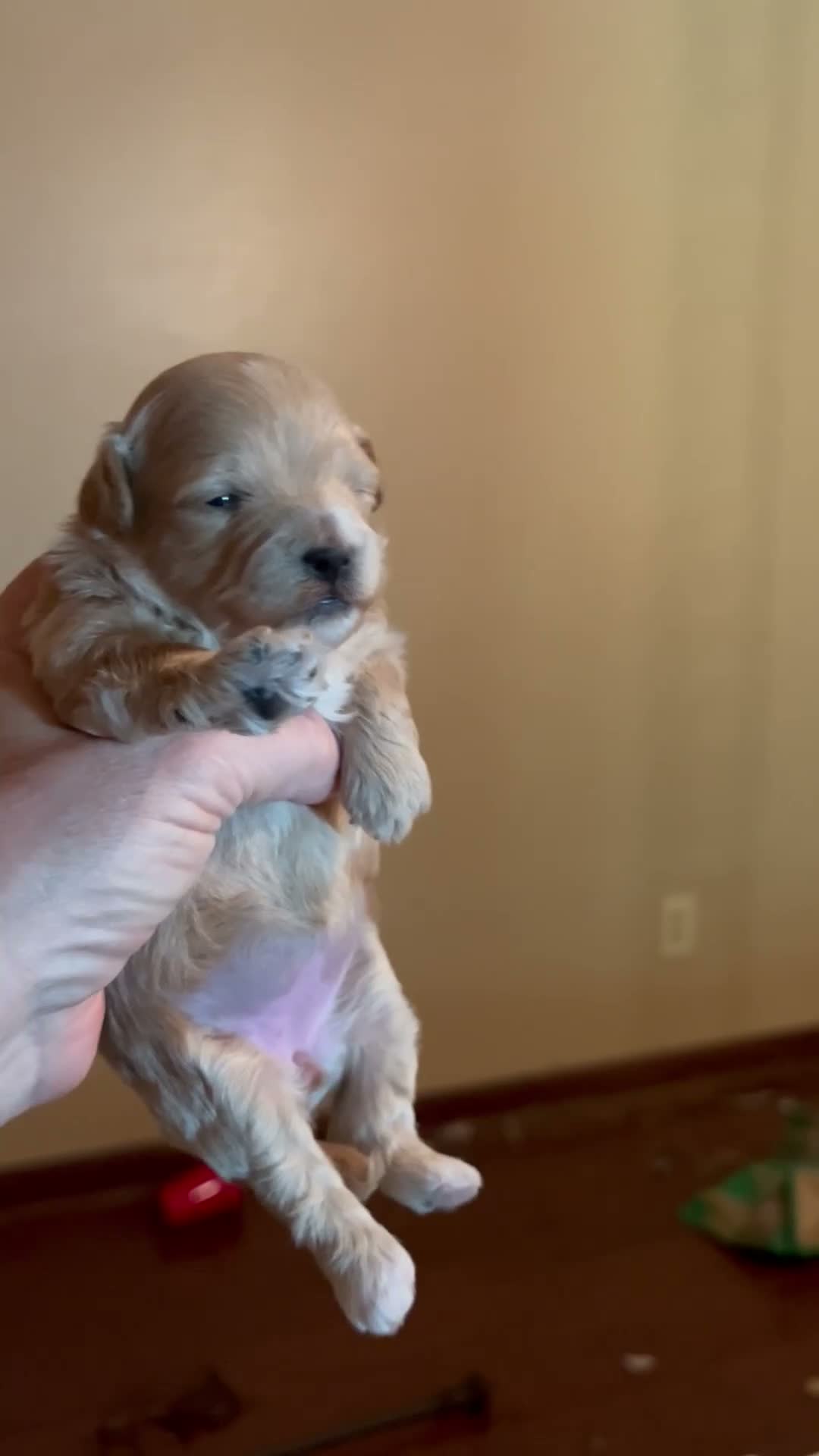 Maltipoo dogs for sale: Yang the tiny Chinese Maltipoo - Video 1