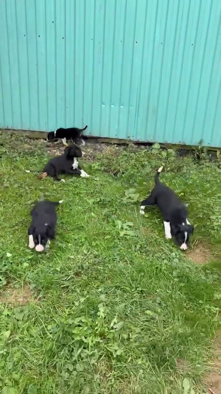 Border Collie dogs for sale: Jen Border Collie  - Video 1