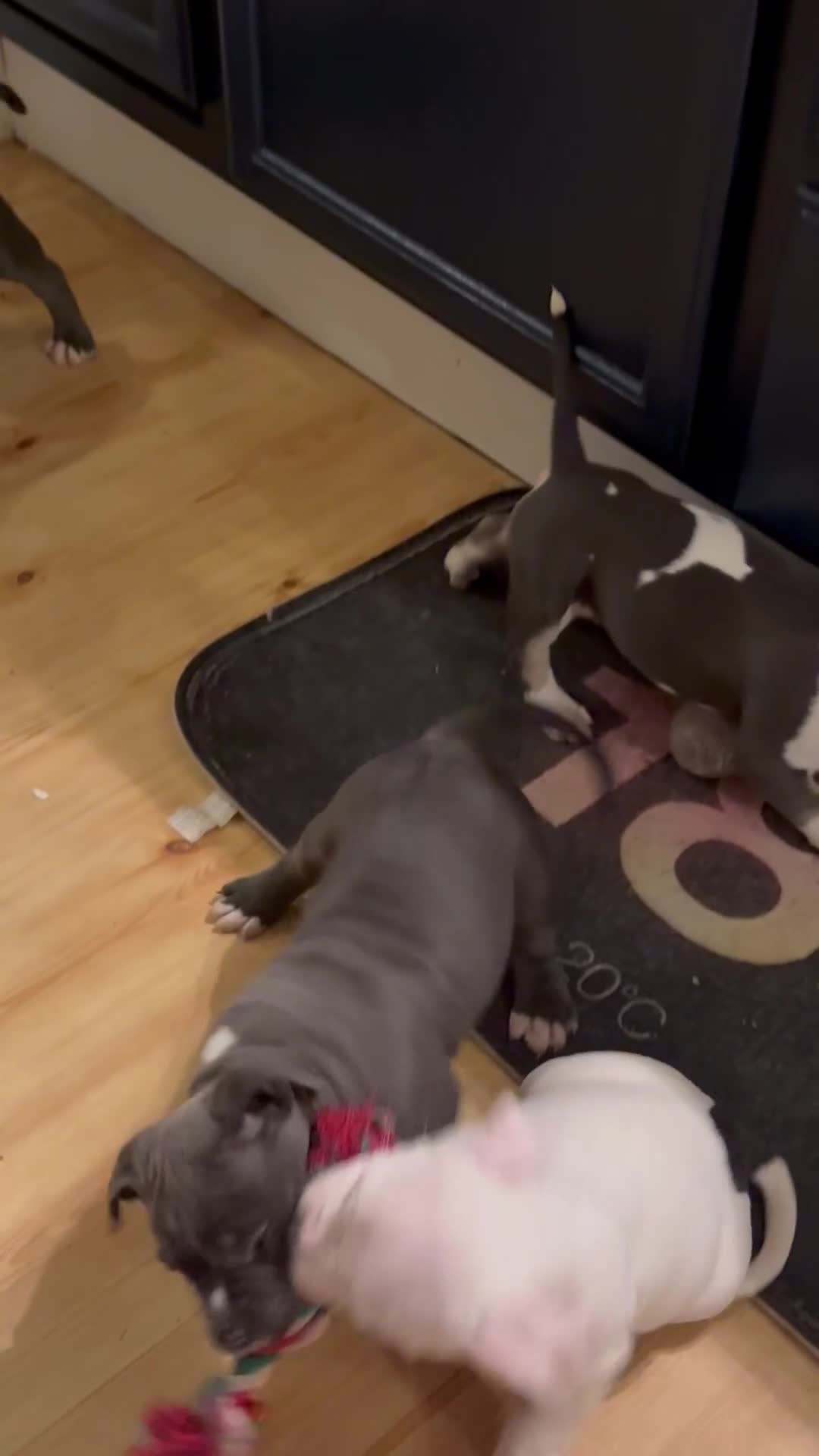 American Bully dogs for sale: Bailey  - Video 3