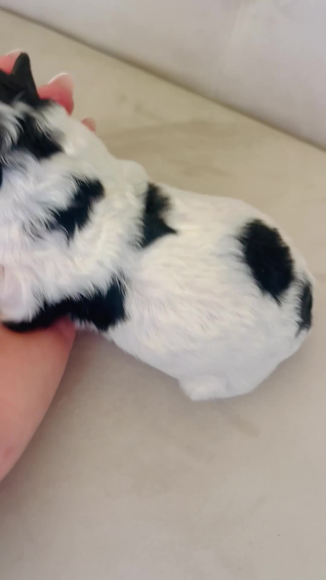 Bernedoodle dogs for sale: Apollo ❤️ micro mini Bernedoodle  - Video 1