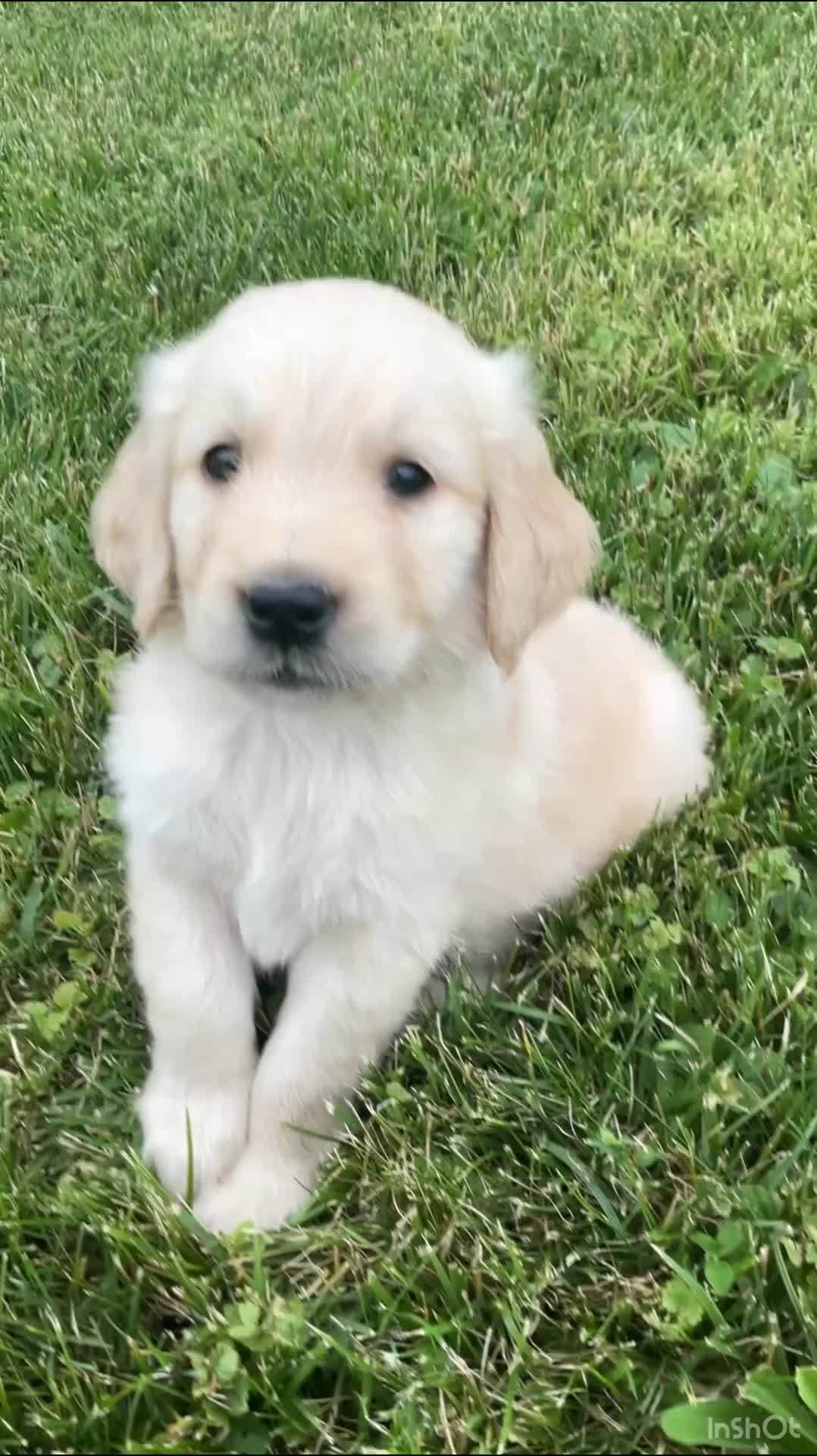 Golden Retriever dogs for sale: Jaxon 8248 - Video 1
