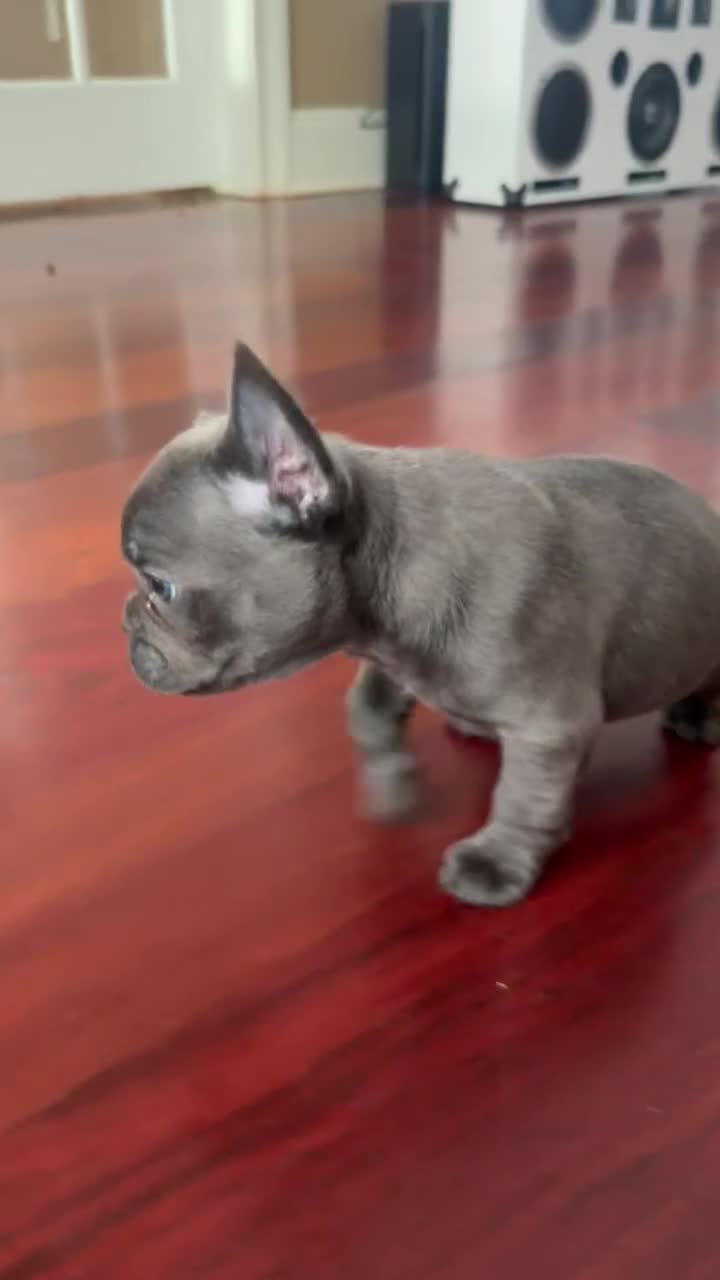French Bulldog dogs for sale: French Bulldog Puppy 2 - Video 2