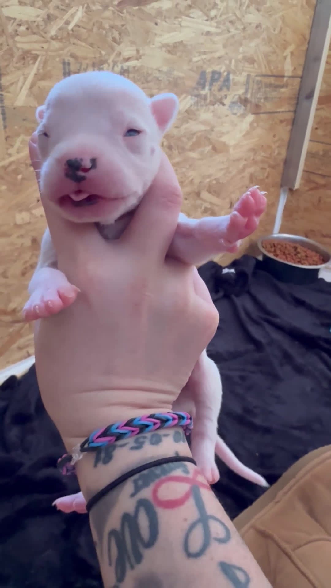 Dogo Argentino dogs for sale: Orange collar male.  - Video 1