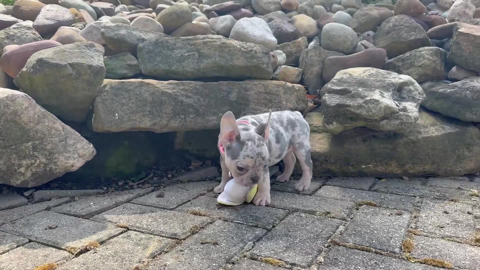 French Bulldog dogs for sale: Sherly Video Ad  - Video 1