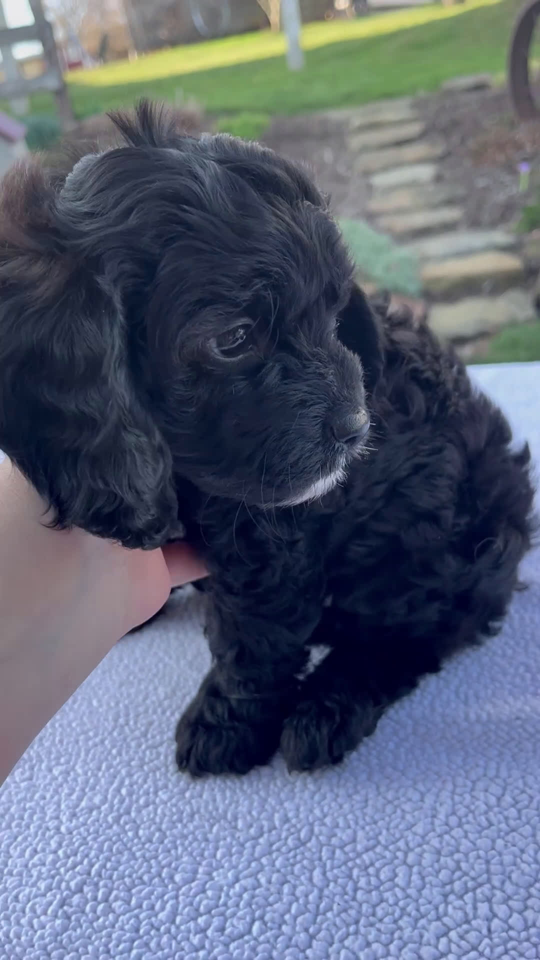 Cavapoo dogs for sale: Elliott - Video 1