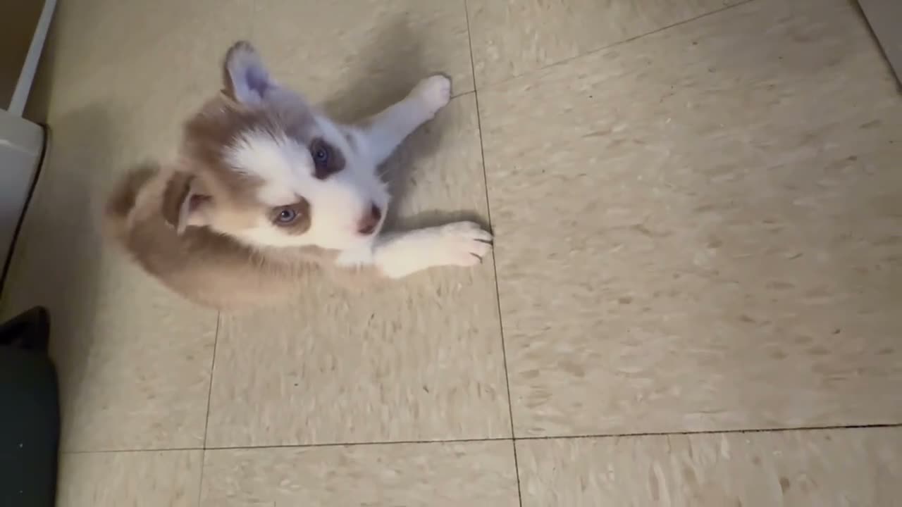 Siberian Husky dogs for sale: Freya - Video 1