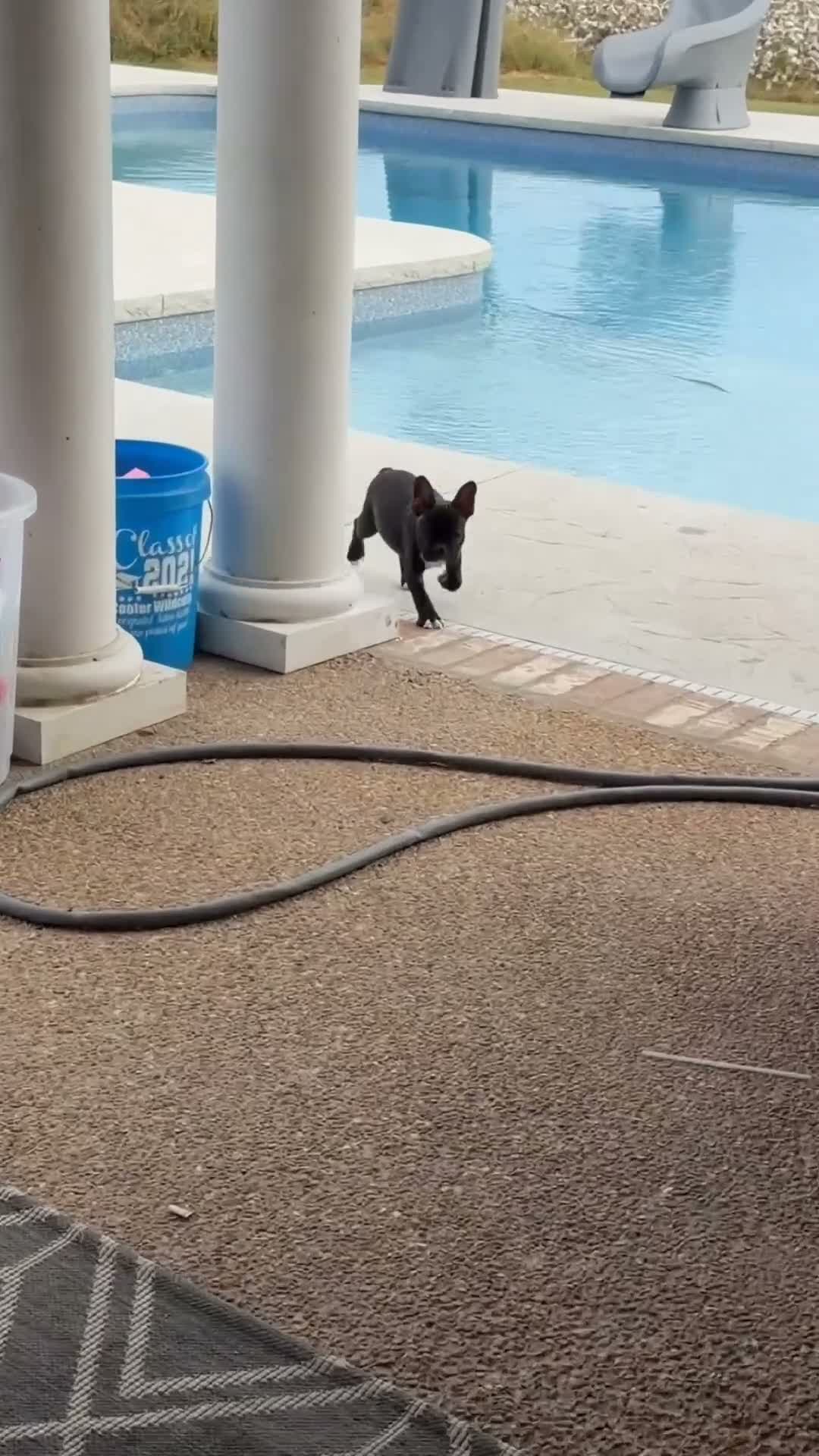 Frenchton dogs for sale: Frenchton 2 - Video 1