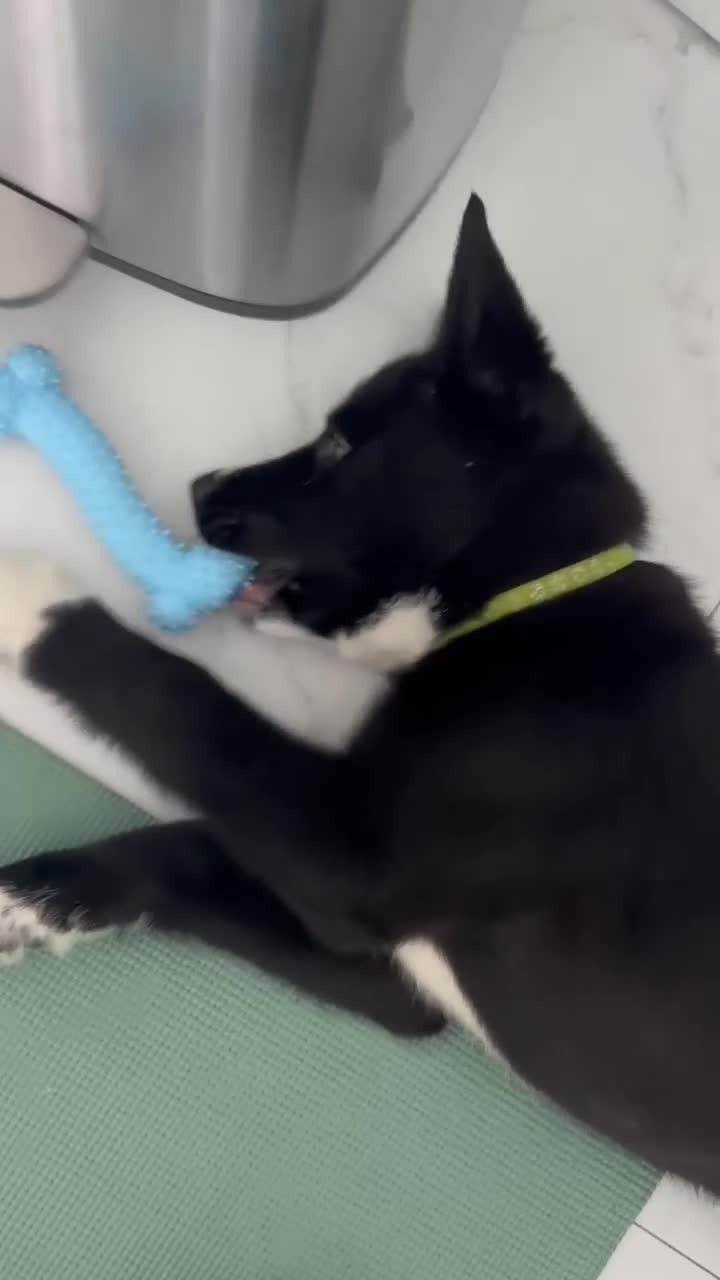 Siberian Husky dogs for sale: Shadow - Video 1