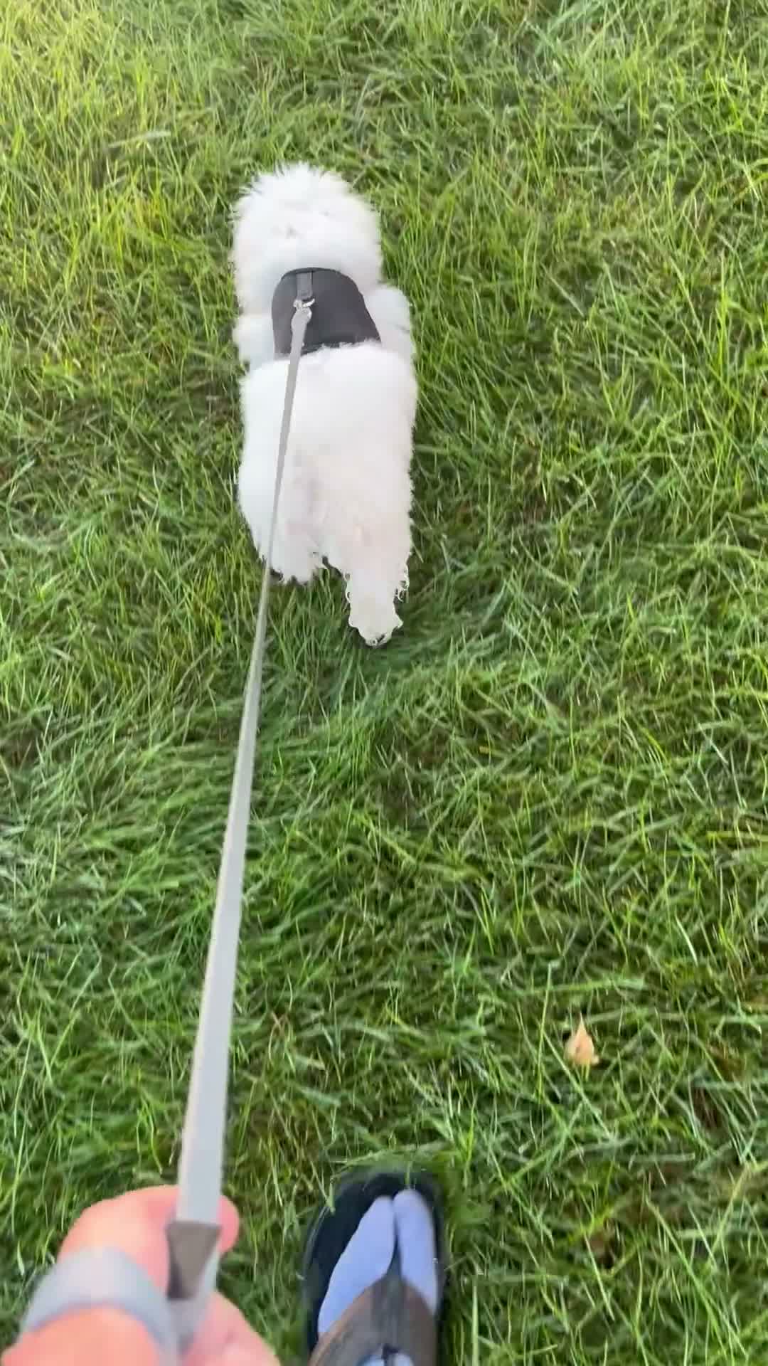 Bichon Frise dogs for sale: Milo - Video 1